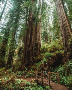 Redwood National and State Parks: Exploring California’s Ancient Tallest Trees