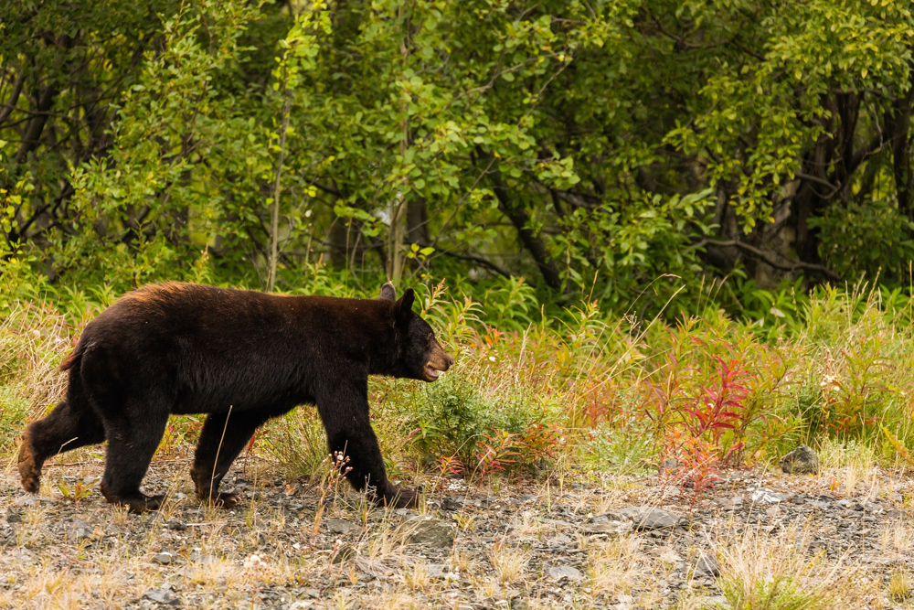 Tatshenshini-Alsek Park (British Columbia, Canada)